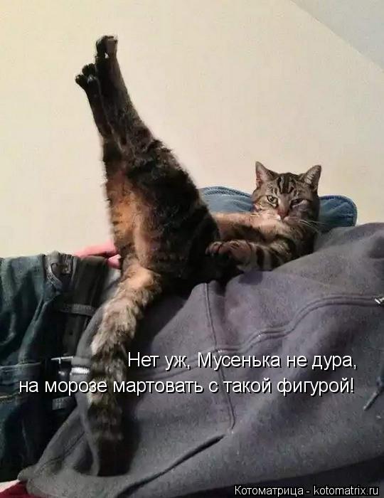 Нет уж, Мусенька не дура, на морозе мартовать с такой фигурой!... Котоматрица: Нет уж, Мусенька не дура, на морозе мартовать с такой фигурой!