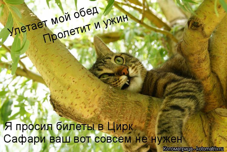 Котоматрица: Улетает мой обед  Пролетит и ужин  Я просил билеты в Цирк Сафари ваш вот совсем не нужен