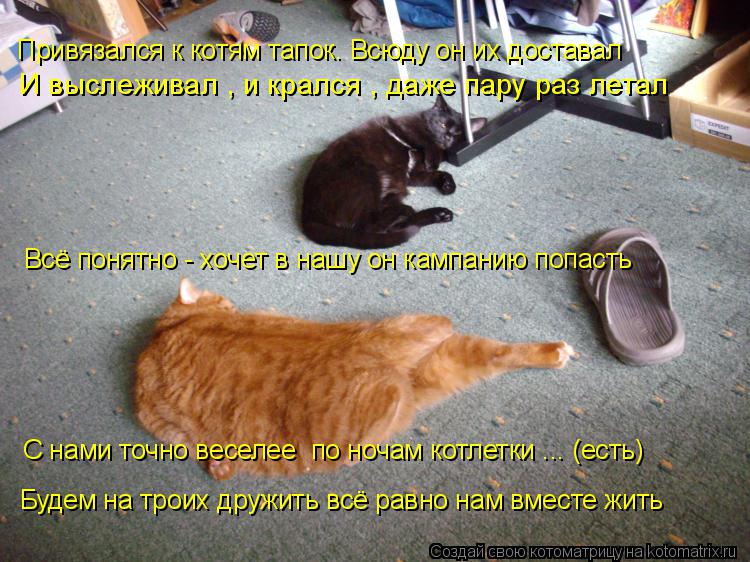 Котоматрица: Привязался к котям тапок. Всюду он их доставал Всё понятно - хочет в нашу он кампанию попасть Будем на троих дружить всё равно нам вместе жит