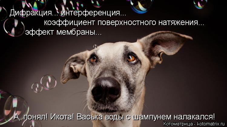 Котоматрица: Дифракция... интерференция...  коэффициент поверхностного натяжения... эффект мембраны... А, понял! Икота! Васька воды с шампунем налакался!