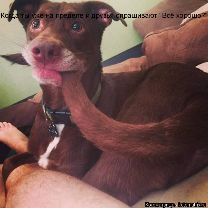 Котоматрица: Когда ты уже на пределе и друзья спрашивают:"D Когда ты уже на пределе и друзья спрашивают:"Всё хорошо?"
