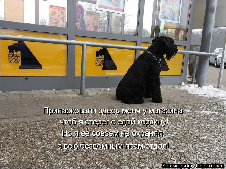 Котоматрица: чтоб я стерег с едой корзину! Но я ее совсем не охранял, Припарковали здесь меня у магазина,  а всю бездомным псам отдал!