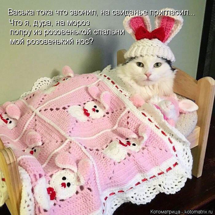 Котоматрица: Васька тока что звонил, на свиданье пригласил... Что я, дура, на мороз попру из розовенькой спальни мой розовенький нос?