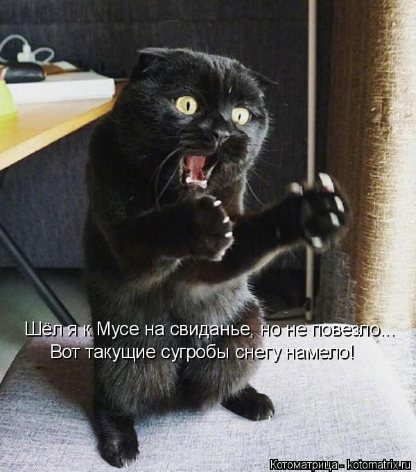 Шёл я к Мусе на свиданье, но не повезло... Вот такущие сугробы снегу намело!... Котоматрица: Шёл я к Мусе на свиданье, но не повезло... Вот такущие сугробы снегу намело!