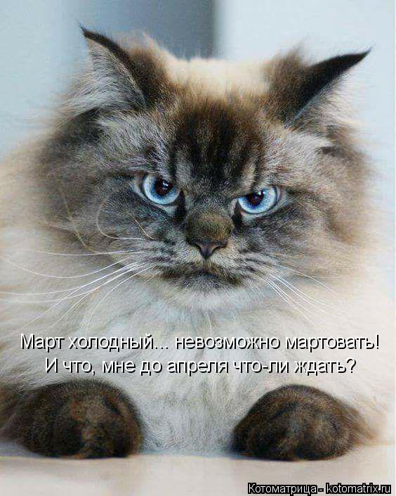 Март холодный... невозможно мартовать! И что, мне до апреля что-ли ждать?... Котоматрица: Март холодный... невозможно мартовать! И что, мне до апреля что-ли ждать?