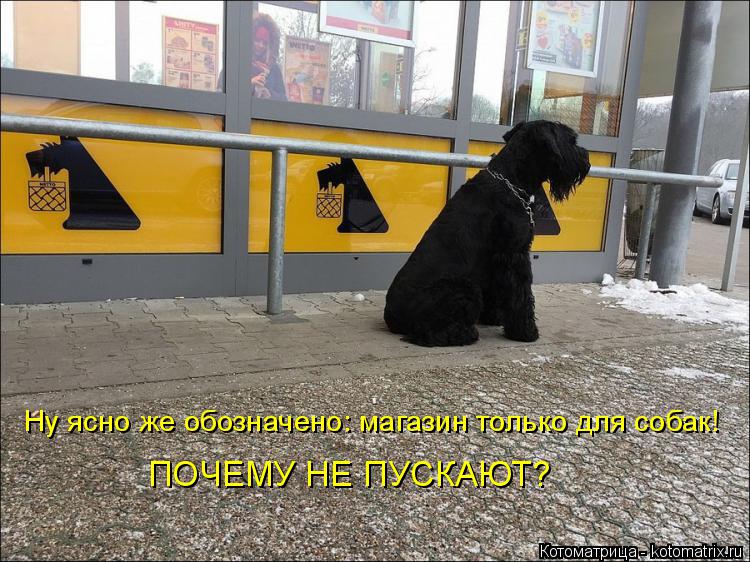 Ну ясно же обозначено: магазин только для собак! ПОЧЕМУ НЕ ПУСКАЮТ?... Котоматрица: Ну ясно же обозначено: магазин только для собак! ПОЧЕМУ НЕ ПУСКАЮТ?
