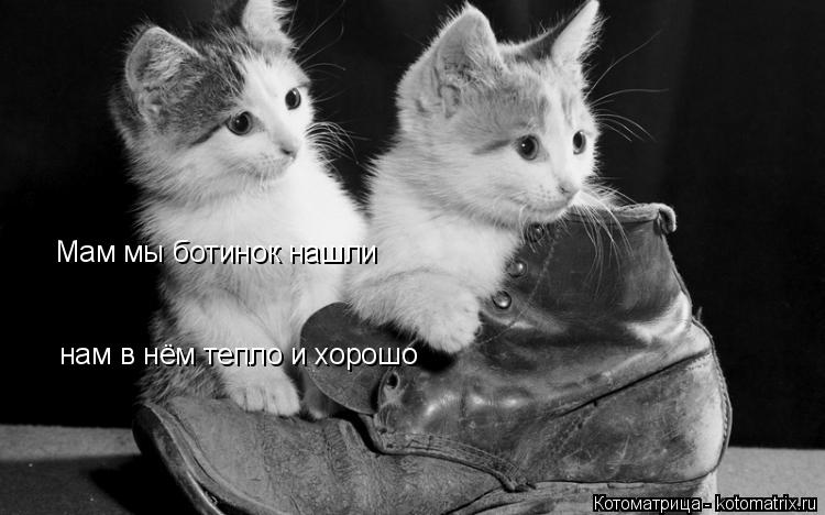 Котоматрица: Мам мы ботинок нашли нам в нём тепло и хорошо
