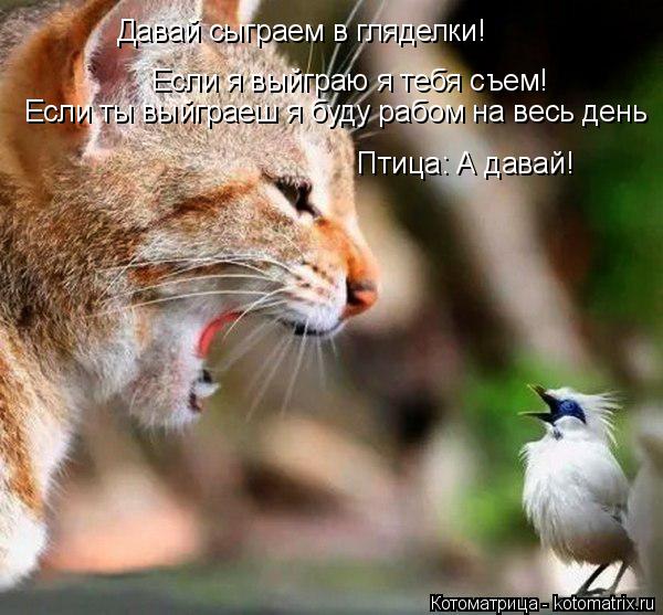 Давай сыграем в гляделки! Если я выйграю я тебя съем! Если ты выйграеш я буду рабом на весь день Птиц... Котоматрица: Давай сыграем в гляделки! Если я выйграю я тебя съем! Если ты выйграеш я буду рабом на весь день Птица: А давай!