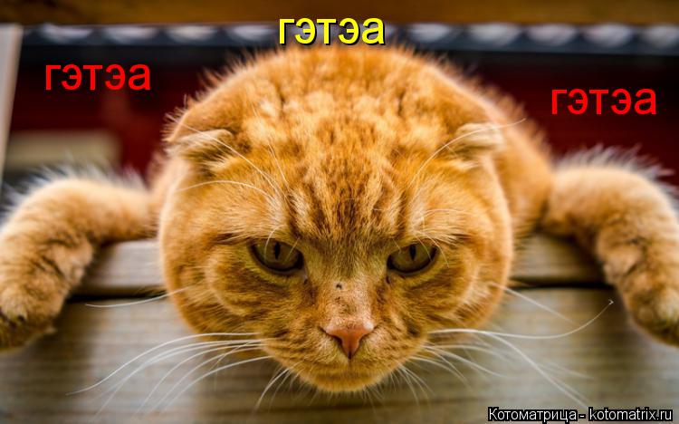 Котоматрица: гэтэа гэтэа гэтэа