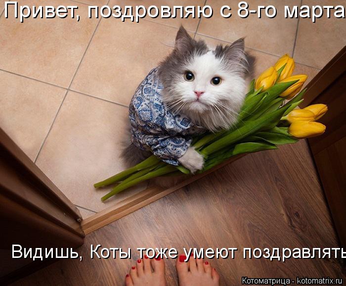 Привет, поздровляю с 8-го марта Видишь, Коты тоже умеют поздравлять... Котоматрица: Привет, поздровляю с 8-го марта Видишь, Коты тоже умеют поздравлять