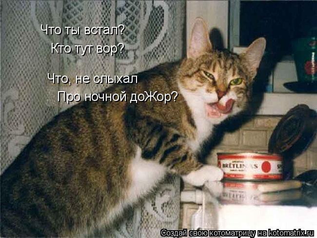 Котоматрица: Что ты встал? Кто тут вор? Что, не слыхал Про ночной доЖор?