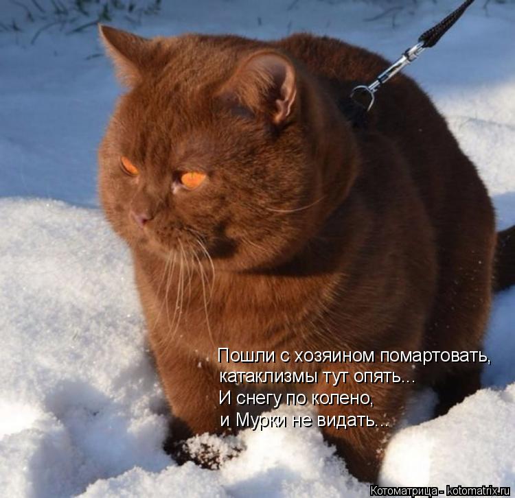 Котоматрица: Пошли с хозяином помартовать,  И снегу по колено, и Мурки не видать... катаклизмы тут опять...