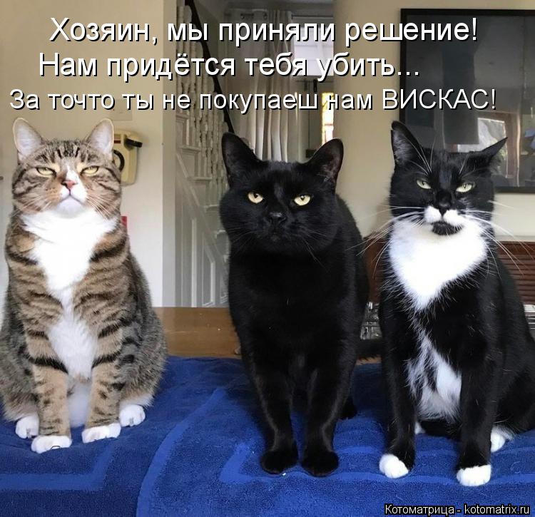 Хозяин, мы приняли решение! Нам придётся тебя убить... За точто ты не покупаеш нам ВИСКАС!... Котоматрица: Хозяин, мы приняли решение! Нам придётся тебя убить... За точто ты не покупаеш нам ВИСКАС!