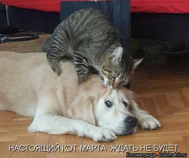 Котоматрица: НАСТОЯЩИЙ КОТ МАРТА  ЖДАТЬ НЕ БУДЕТ