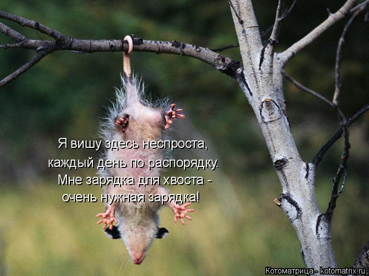 Я вишу здесь неспроста, каждый день по распорядку. Мне зарядка для хвоста - очень нужная зарядка!... Котоматрица: Я вишу здесь неспроста, каждый день по распорядку. Мне зарядка для хвоста - очень нужная зарядка!
