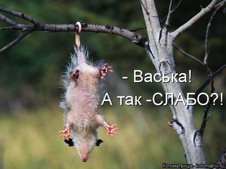 А так -СЛАБО?! - Васька!... Котоматрица: А так -СЛАБО?! - Васька!