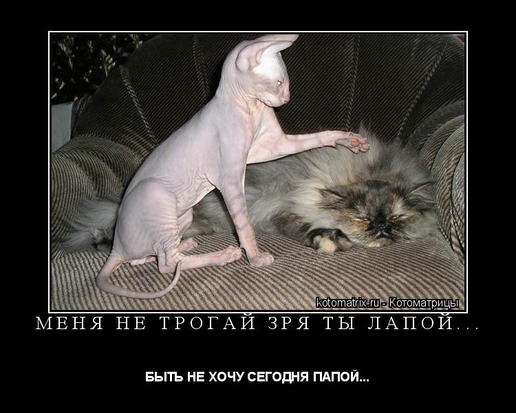 Котоматрица: МЕНЯ НЕ ТРОГАЙ ЗРЯ ТЫ ЛАПОЙ... БЫТЬ НЕ ХОЧУ СЕГОДНЯ ПАПОЙ...