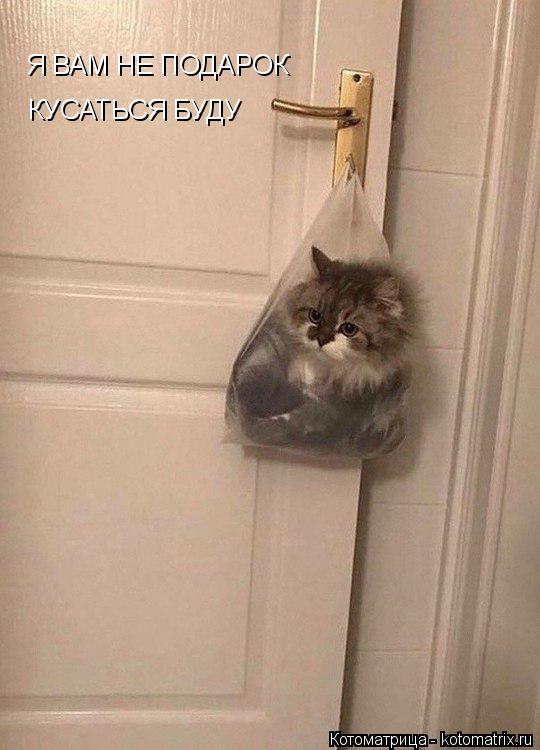 Котоматрица: Я ВАМ НЕ ПОДАРОК  КУСАТЬСЯ БУДУ