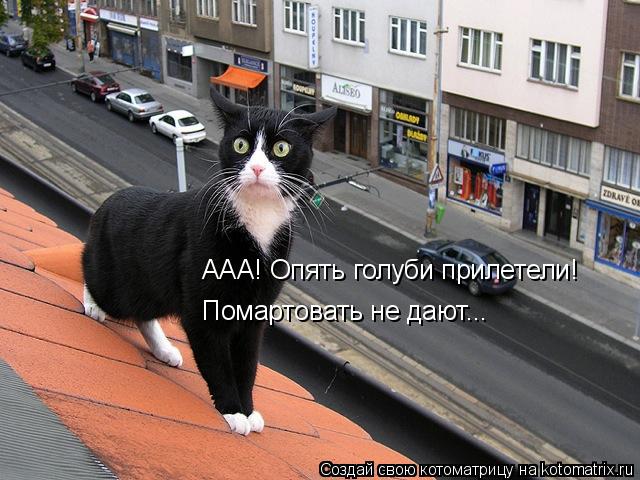 ААА! Опять голуби прилетели! Помартовать не дают...... Котоматрица: ААА! Опять голуби прилетели! Помартовать не дают...