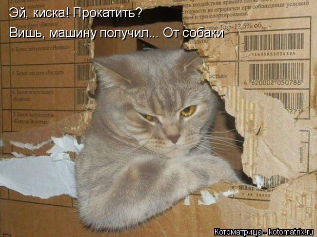 Котоматрица: Эй, киска! Прокатить? Вишь, машину получил... От собаки