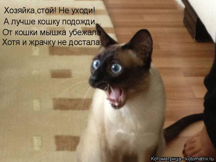 Котоматрица: Хозяйка,стой! Не уходи! А лучше кошку подожди... От кошки мышка убежала Хотя и жрачку не достала...