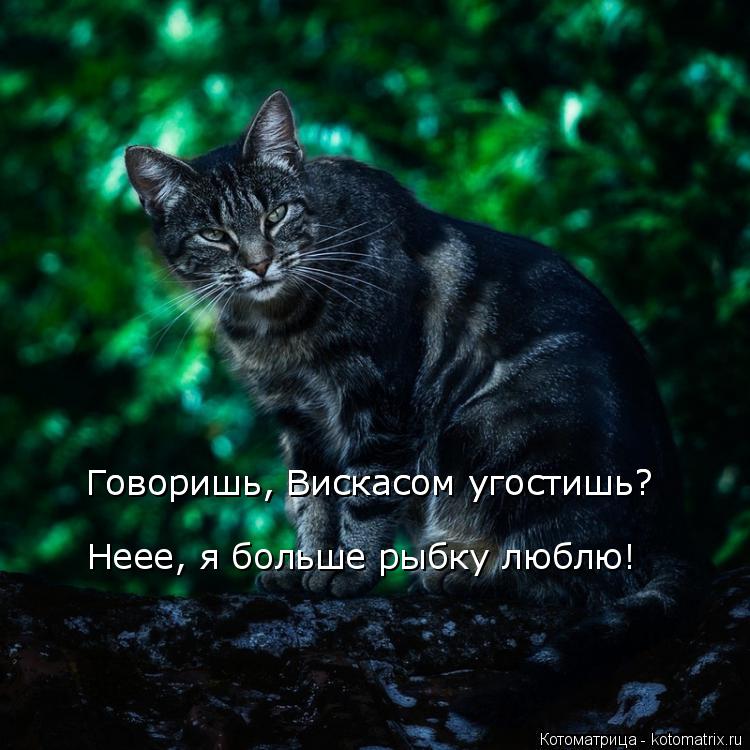 Неее, я больше рыбку люблю! Говоришь, Вискасом угостишь? Говоришь, Вискасом угостишь?... Котоматрица: Неее, я больше рыбку люблю! Говоришь, Вискасом угостишь? Говоришь, Вискасом угостишь?