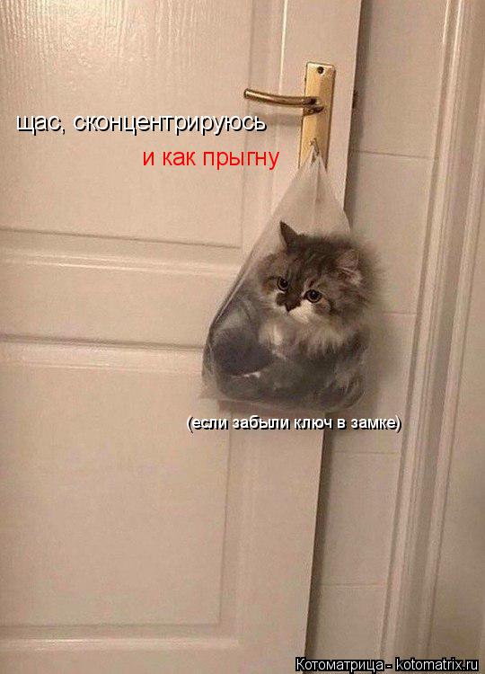 (если забыли ключ в замке) щас, сконцентрируюсь и как прыгну... Котоматрица: (если забыли ключ в замке) щас, сконцентрируюсь и как прыгну