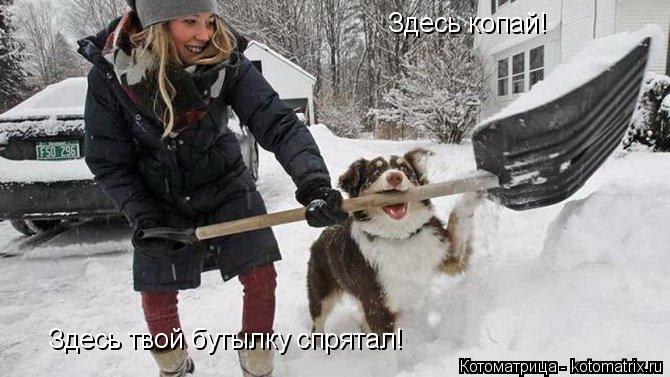 Здесь копай! Здесь твой бутылку спрятал!... Котоматрица: Здесь копай! Здесь твой бутылку спрятал!