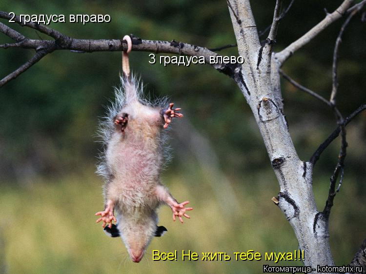 2 градуса вправо 3 градуса влево Все! Не жить тебе муха!!!... Котоматрица: 2 градуса вправо 3 градуса влево Все! Не жить тебе муха!!!