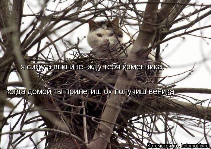 я сижу в вышине, жду тебя изменника. когда домой ты прилетиш ох получиш веника... Котоматрица: я сижу в вышине, жду тебя изменника. когда домой ты прилетиш ох получиш веника