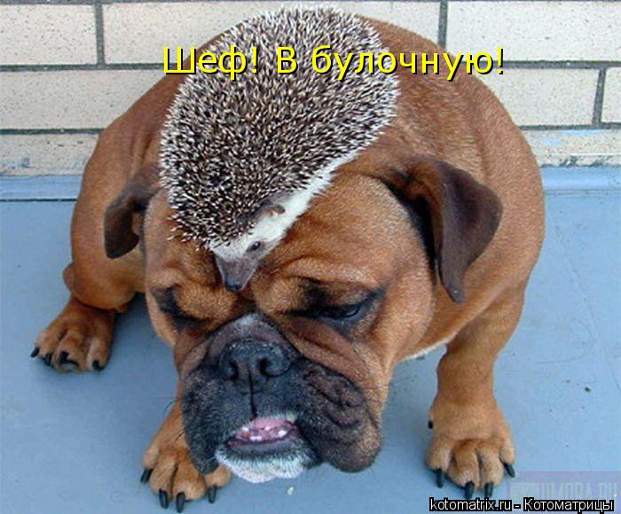Шеф! В булочную!... Котоматрица: Шеф! В булочную!