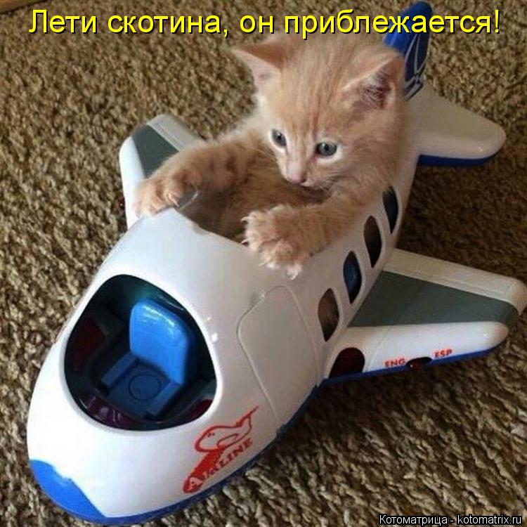 Лети скотина, он приблежается!... Котоматрица: Лети скотина, он приблежается!