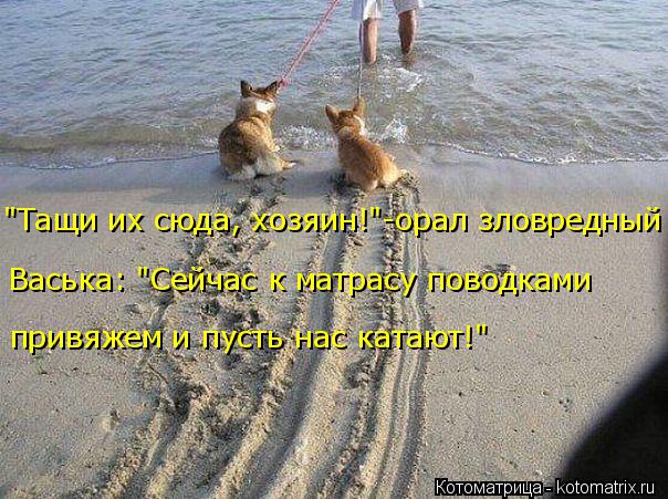 "Тащи их сюда, хозяин!"-орал зловредный Васька: "Сейчас к матрасу поводками привяжем и пусть нас кат... Котоматрица: "Тащи их сюда, хозяин!"-орал зловредный Васька: "Сейчас к матрасу поводками привяжем и пусть нас катают!"
