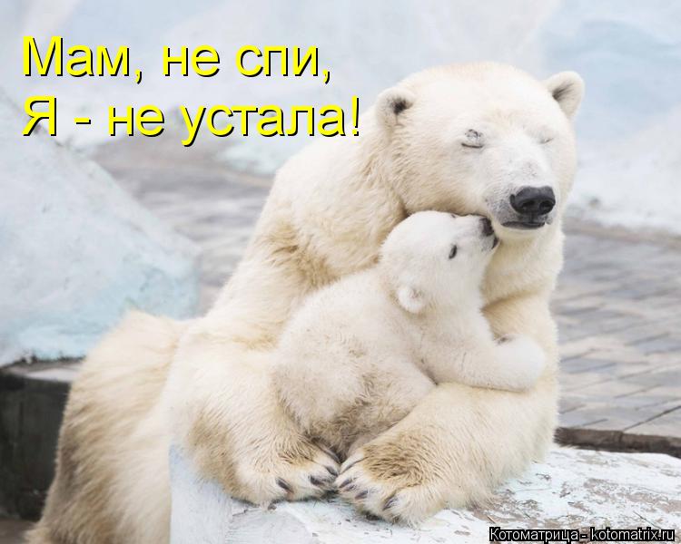 Мам, не спи, Я - не устала!... Котоматрица: Мам, не спи, Я - не устала!