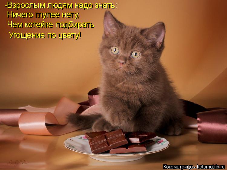 Котоматрица: -Взрослым людям надо знать: Ничего глупее нету, Чем котейке подбирать Угощение по цвету!