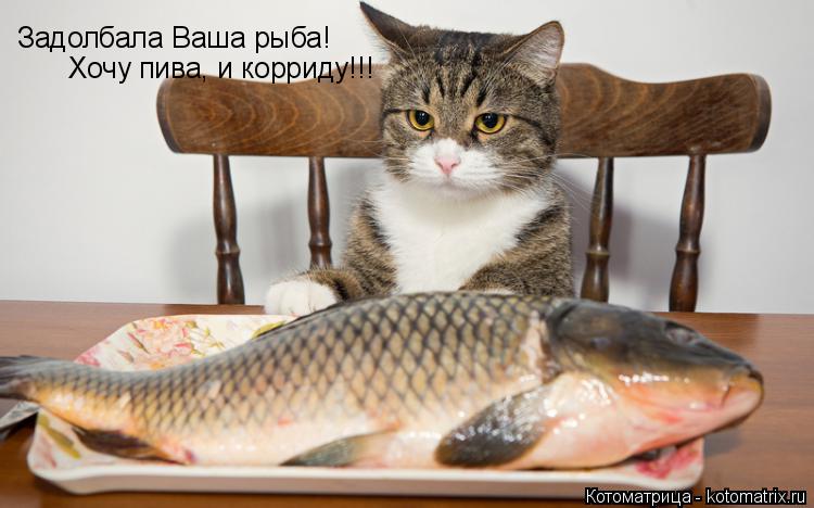 Задолбала Ваша рыба! Хочу пива, и корриду!!!... Котоматрица: Задолбала Ваша рыба! Хочу пива, и корриду!!!