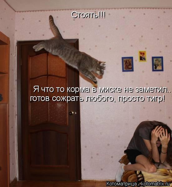 Стоять!!! Я что то корма в миске не заметил... готов сожрать любого, просто тигр!... Котоматрица: Стоять!!! Я что то корма в миске не заметил... готов сожрать любого, просто тигр!