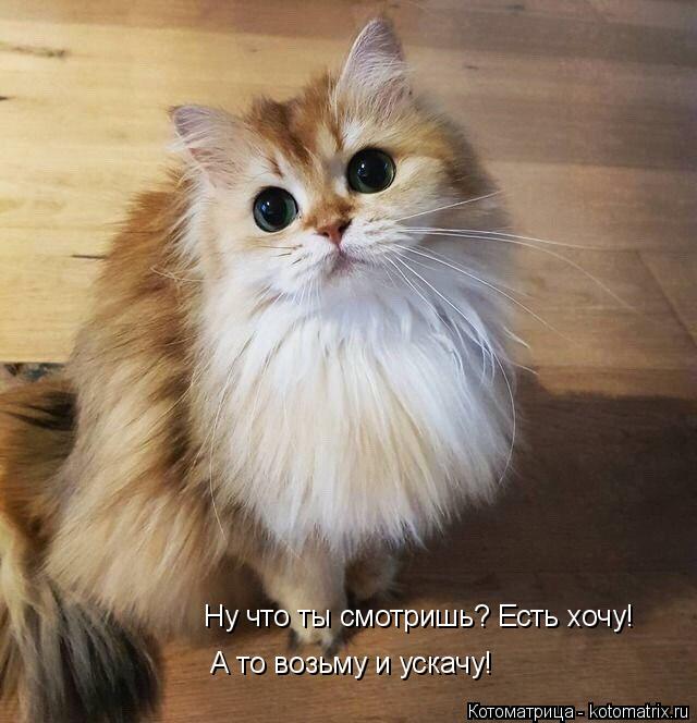 Котоматрица: Ну что ты смотришь? Есть хочу! А то возьму и ускачу!