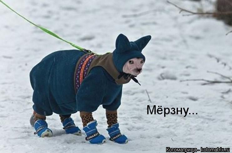 Котоматрица: Мёрзну...