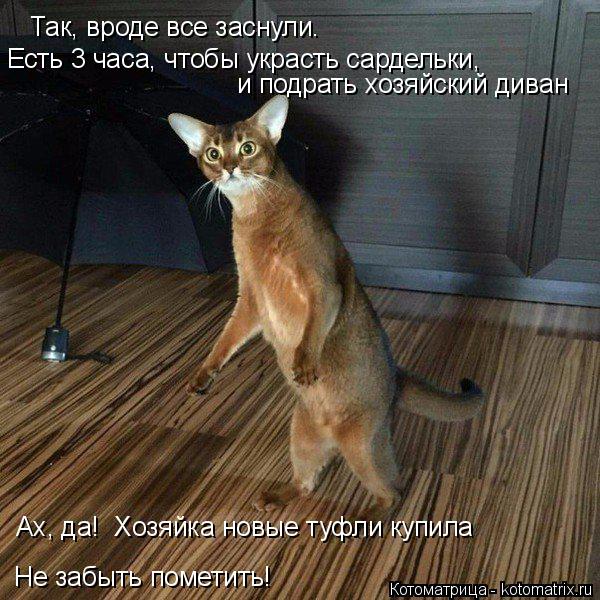 Котоматрица: Так, вроде все заснули.  Есть 3 часа, чтобы украсть сардельки,  и подрать хозяйский диван Ах, да!  Хозяйка новые туфли купила  Не забыть пометит