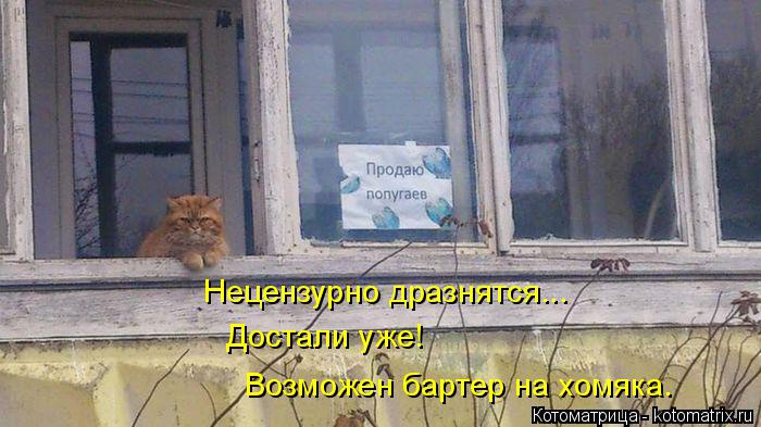 Нецензурно дразнятся... Достали уже! Возможен бартер на хомяка.... Котоматрица: Нецензурно дразнятся... Достали уже! Возможен бартер на хомяка.