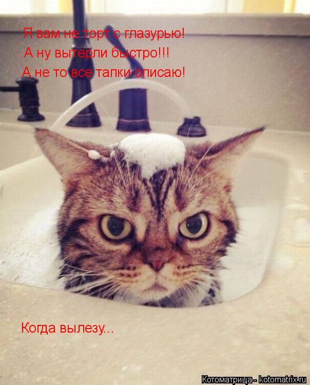 Котоматрица: Я вам не торт с глазурью! А ну вытерли быстро!!! А не то все тапки описаю! Когда вылезу...