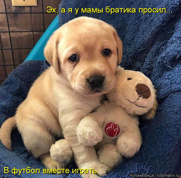 Котоматрица: Эх, а я у мамы братика просил... В футбол вместе В футбол вместе играть.