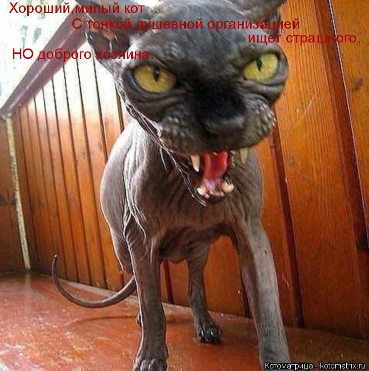 Котоматрица: Хороший,милый кот С тонкой душевной организацией ищет страшного,  НО доброго хозяина.
