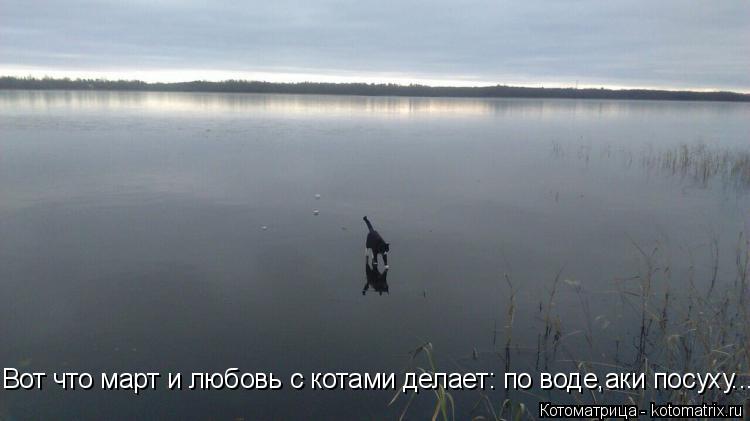 Котоматрица: Вот что март и любовь с котами делает: по воде,аки посуху...