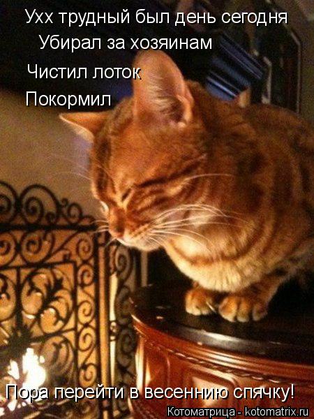 Котоматрица: Ухх трудный был день сегодня Убирал за хозяинам Чистил лоток Покормил Пора перейти в весеннию спячку!