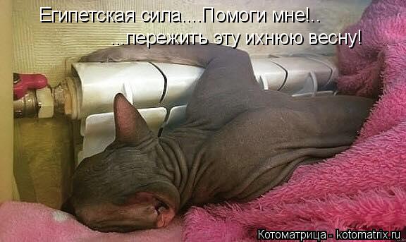 Котоматрица: Египетская сила....Помоги мне!.. ...пережить эту ихнюю весну!