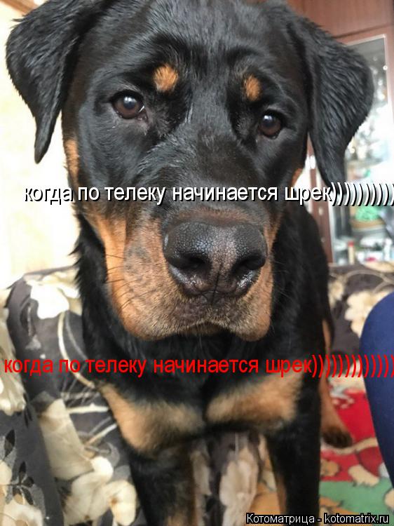 Котоматрица: когда по телеку начинается шрек))))))))))))))))))) когда по телеку начинается шрек)))))))))))))))))))
