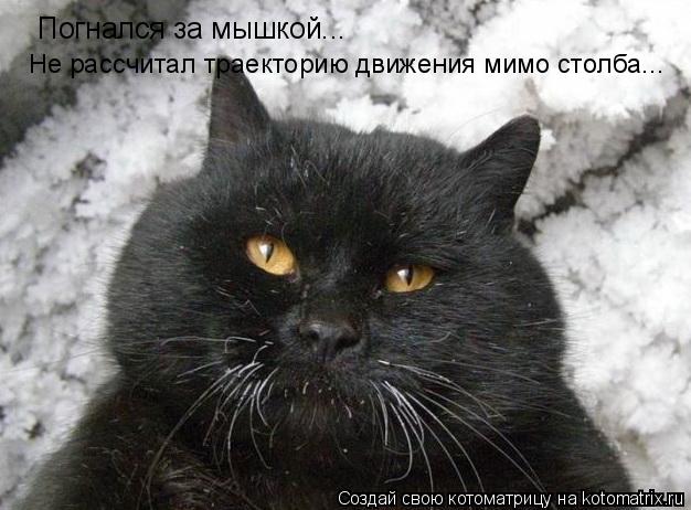 Котоматрица: Не рассчитал траекторию движения мимо столба... Погнался за мышкой...