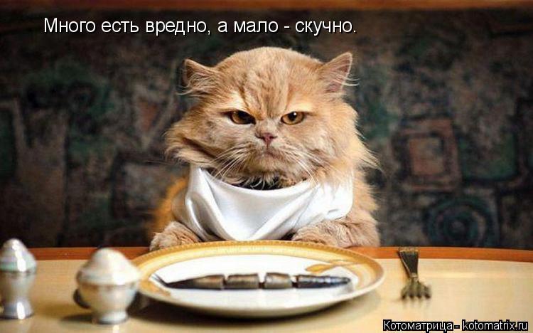 Котоматрица: Много есть вредно, а мало - скучно.